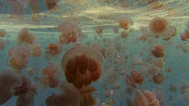 Hundreds of Crambione Cooki jellyfish bloom in the waters of Australia; they were once thought to be extinct