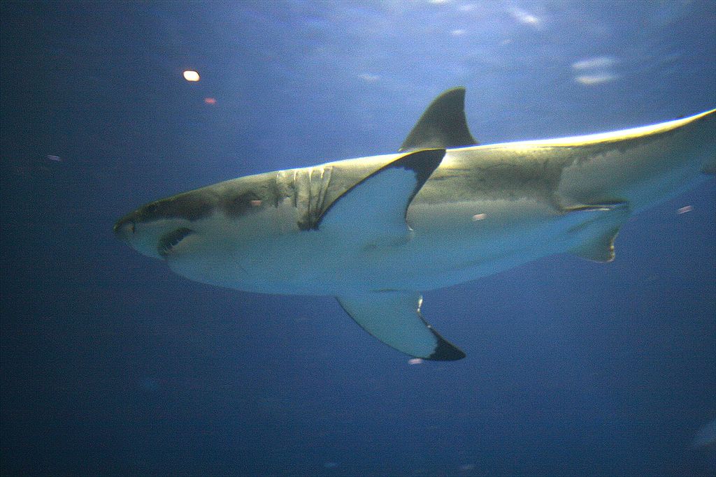 Great white shark swimming towards prey while researchers attempt to tag its fin