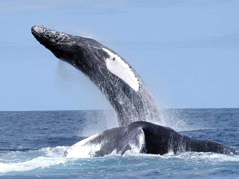 Large humpback whale breaching with its tail partially in the water