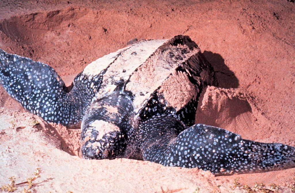 Cute and cuddly leatherback sea turtle rests in the sand before making his journey to the sea