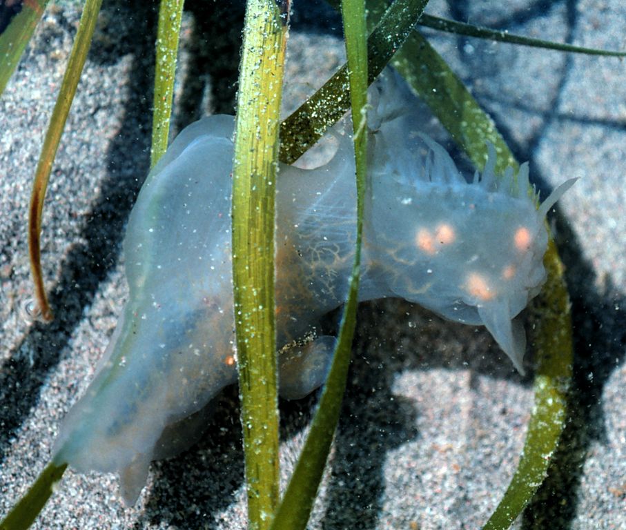 A lion&#039;s mane nudibranch disguising itself as a transparent jellyfish as it nestles up among the sea grass