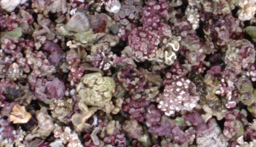Beautiful red coral algae, lithophyllum margaritae, found in Mexico's Gulf of California by researchers