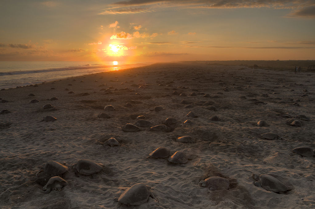 Olive ridley turtles nesting on the beach at sunset