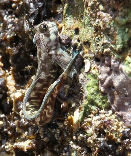 The pacific leaping blenny fish climbing vertically up wall blending in with the background to avoid possible predators