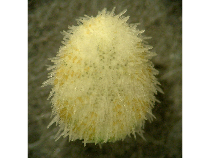 A white and gold pea urchin, also known as echinocyamus pusillus