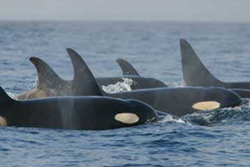 Pod of orcas swimming in the ocean face extinction if conservation efforts are not successful