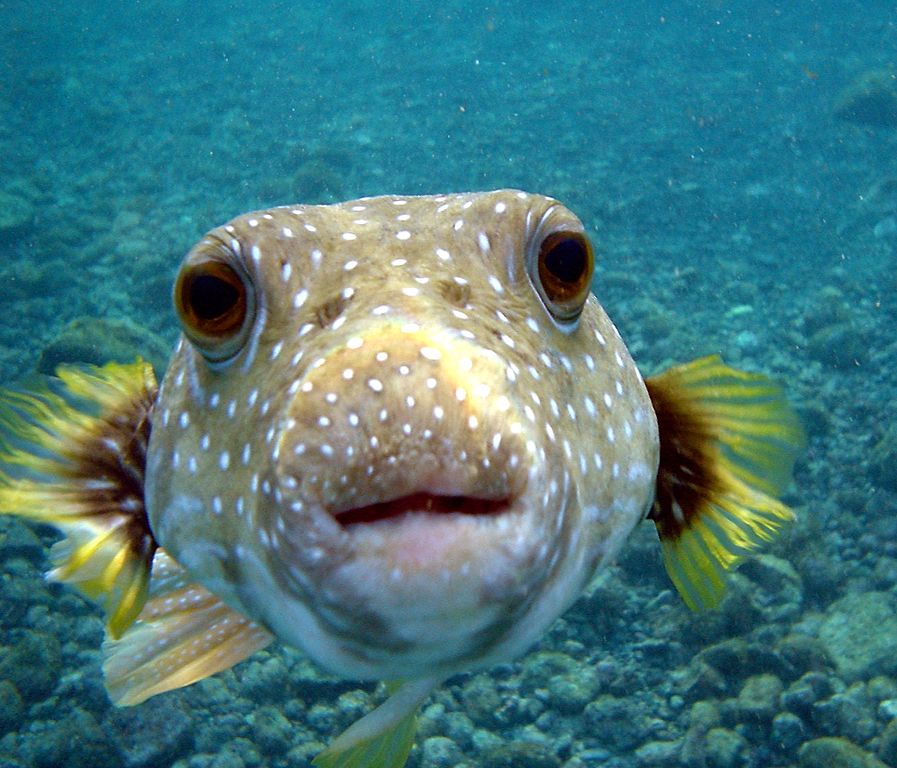 A frontal view of a puffer fish with its mouth slightly open and known to be a popular narcotic among dolphins