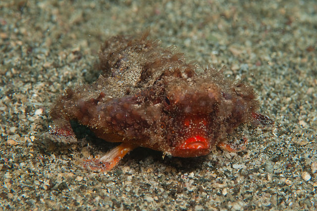 Tiny red-lipped batfish resting on a sandy bottom just waiting to be kissed
