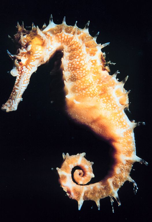 Close up view of a seahorse with its horse-like head that enables them to capture their prey