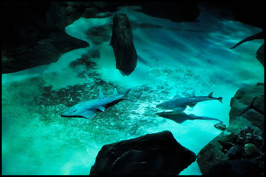 Several species of sharks swim along the rocky structures and white sandy bottom found in the shark tank a the aquarium in Paris, France