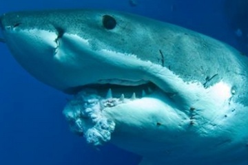Great white shark in Australia with tumor on its lower jaw