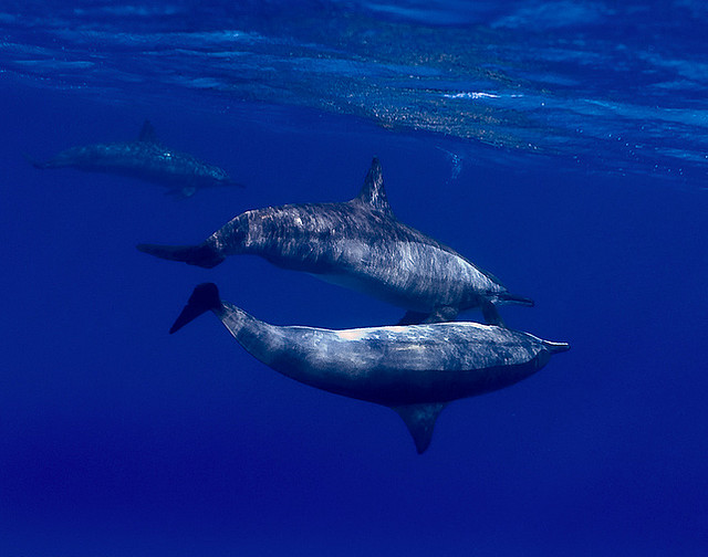 A few spinner dolphins frolic in the waters surrounding Vanuatu