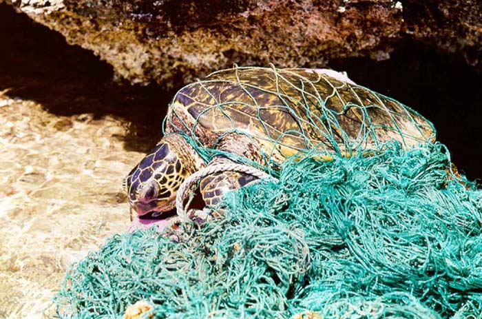 Turtle becomes entangled in ghost net left behind by fishermen