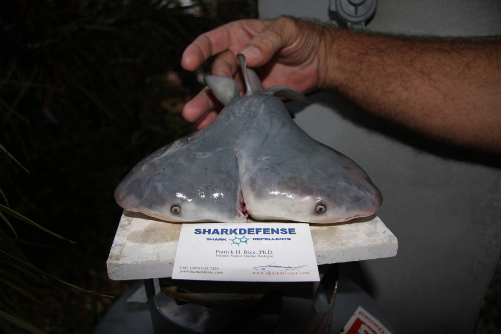 Two-headed bull shark off the Florida Keys is the result of axial bifurcation