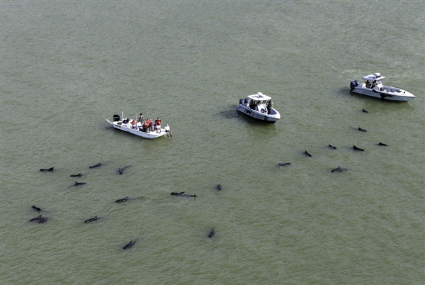 Pilot whales stranded in shallow water in the Florida Everglades are monitored by officials in several boats