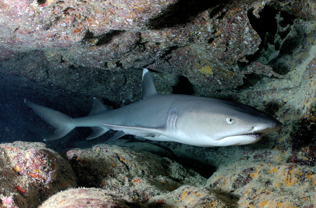 White tip shark hovers in a coral encrusted crevice in Indonesia's new Shark and Ray Sanctuary
