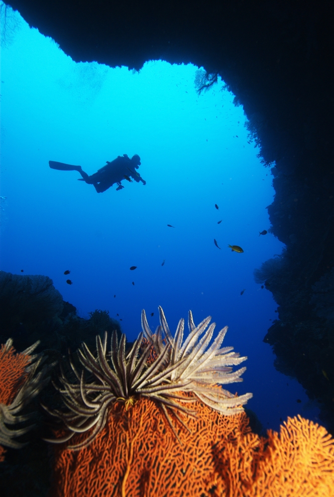 Diver explores Bloody Bay Wall in Little Cayman's Bloody Bay Marine Park where bright orange gorgonians and other colorful corals pepper the walls here