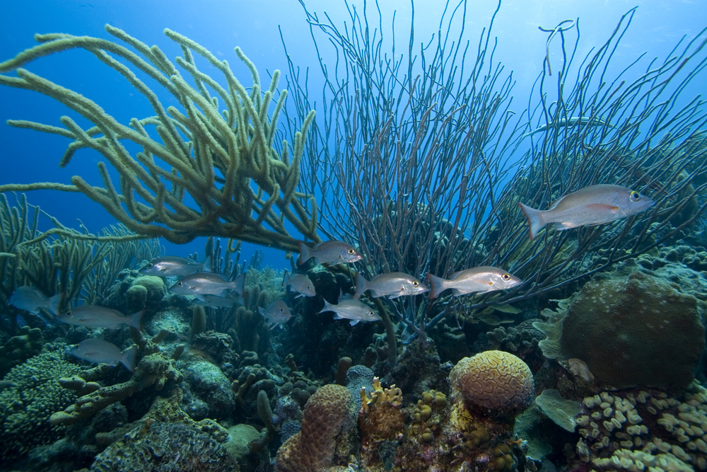 Fish and other marine life swim about the whip and other corals in the Florida Keys