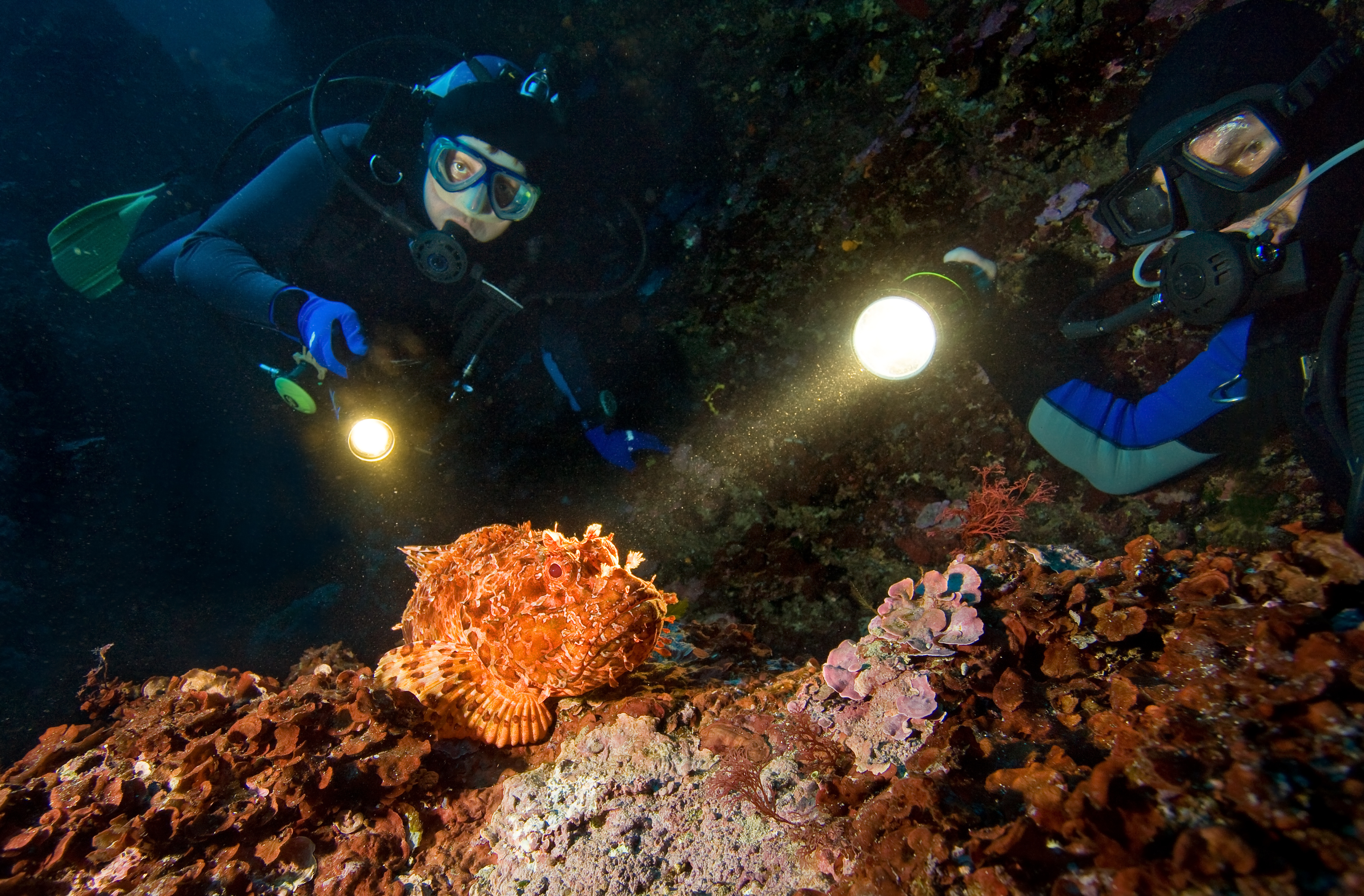 Two divers flash their dive lights at a scorpionfish during a night dive along a reef in the Caribbean Sea