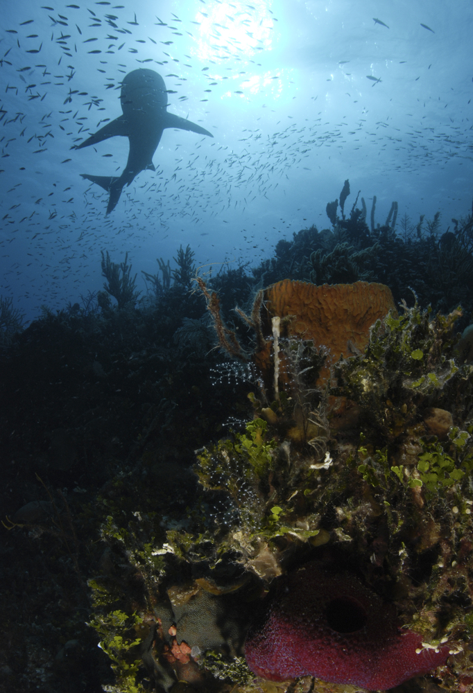 Beautiful coral reefs filled with marine life with a school of fishes swirling around a shark towards the surface
