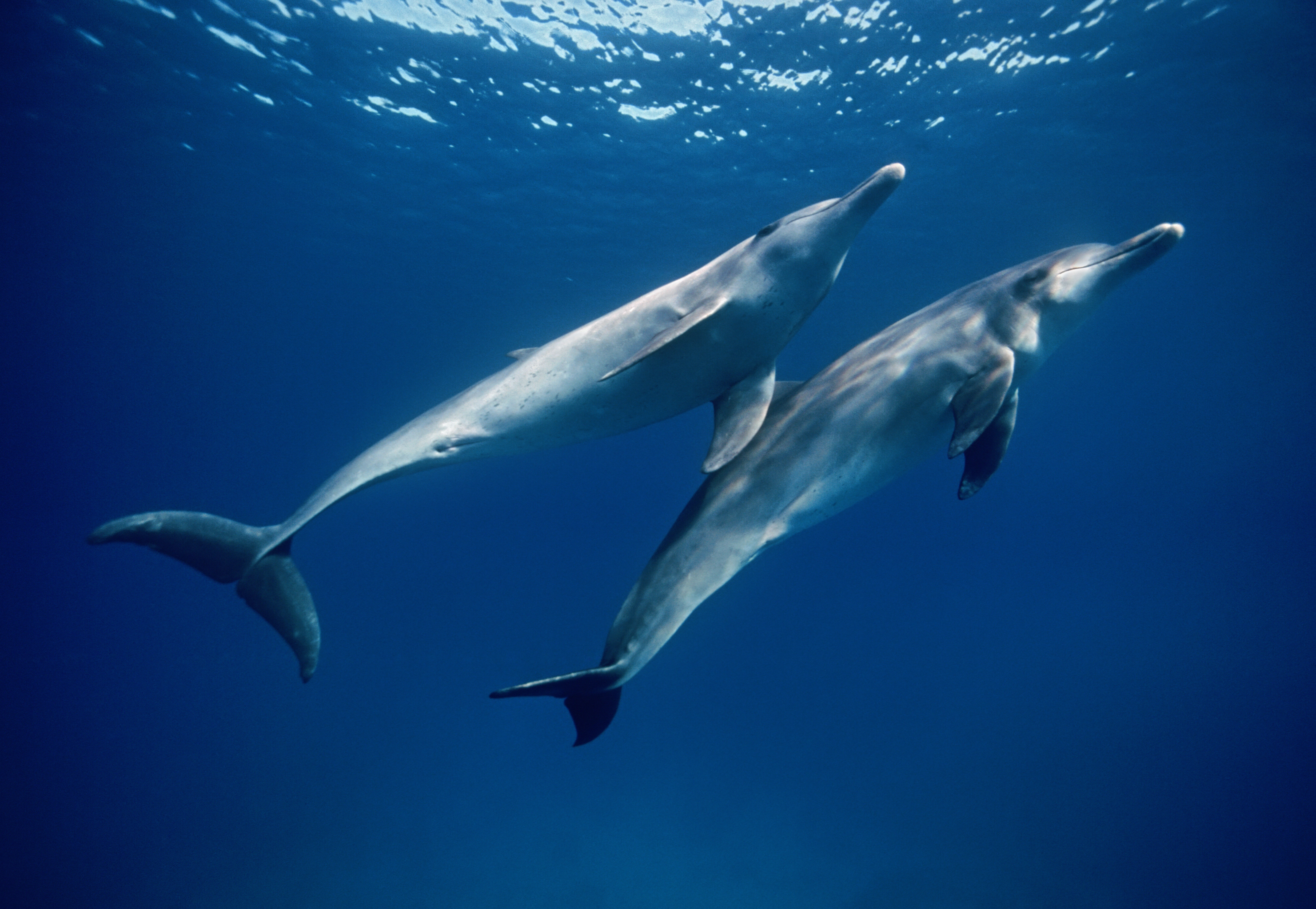 Two dolphins swimming in the waters off the coast of Italy where fishermen set up nets to capture, kill them, and sell their meat to local restaurants