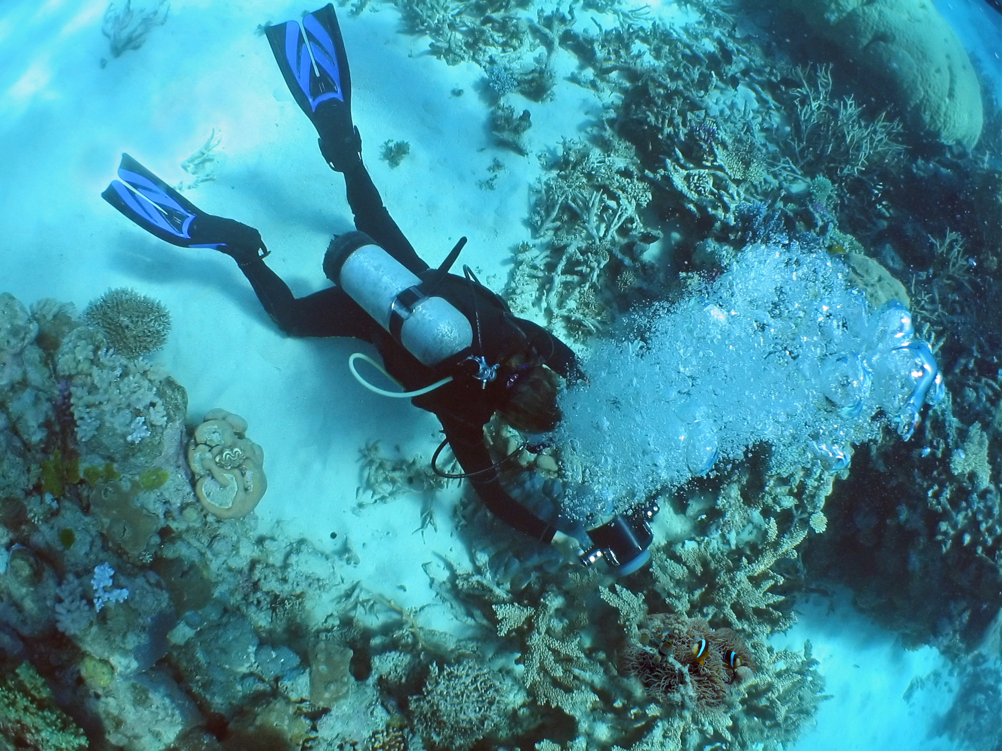 Female diver slips down to the sandy ocean bottom; what will her family's rights be if she perishes?