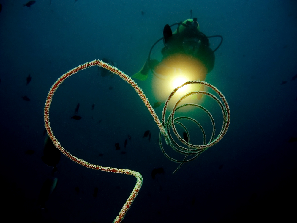 Diver engages in low visibility diving making use of lines and a spare dive light