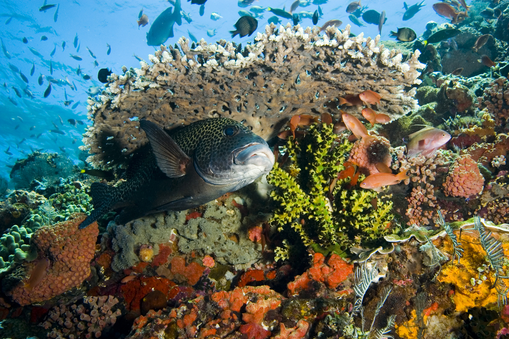 Fish, corals, and other reef inhabitants enjoy greater protection in the newly formed marine reserves