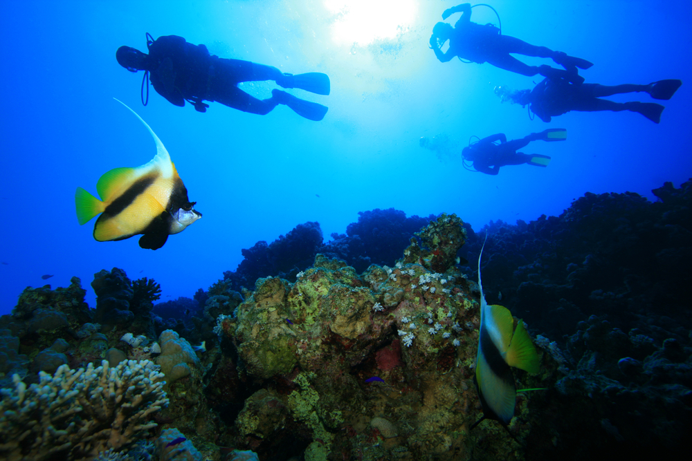 Several divers explore the coral reefs of the Caribbean while practicing the core principles of the Scuba Diving Code Of Conduct