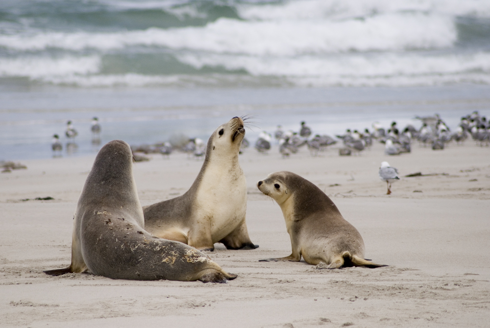 Three sea lions play at the beach on Kangaroo Island in Australia's South West Region