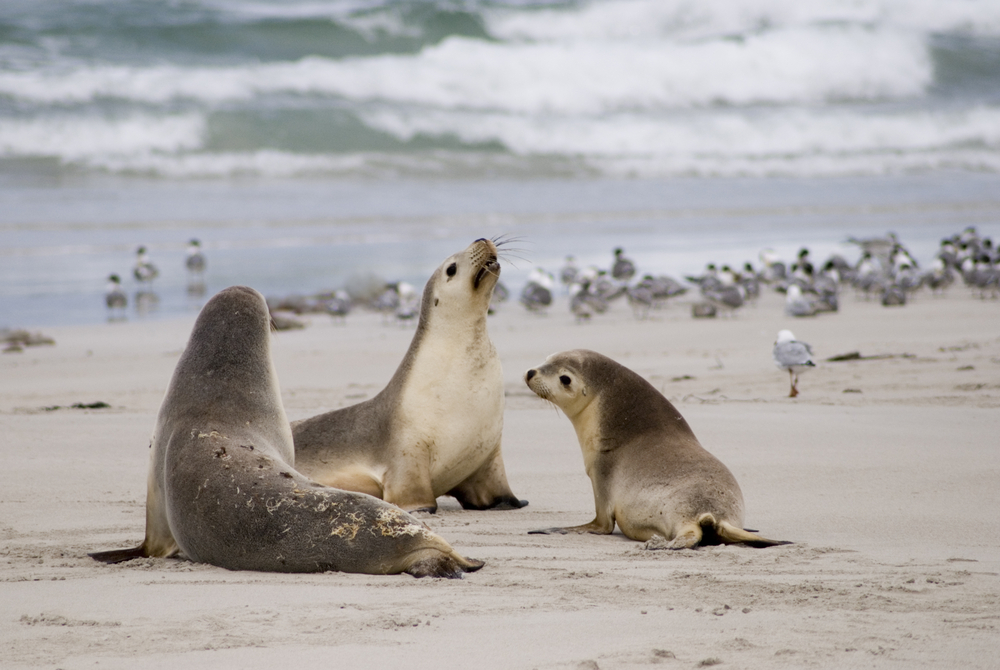 Three sea lions play at the beach on Kangaroo Island in Australia&#039;s South West Region