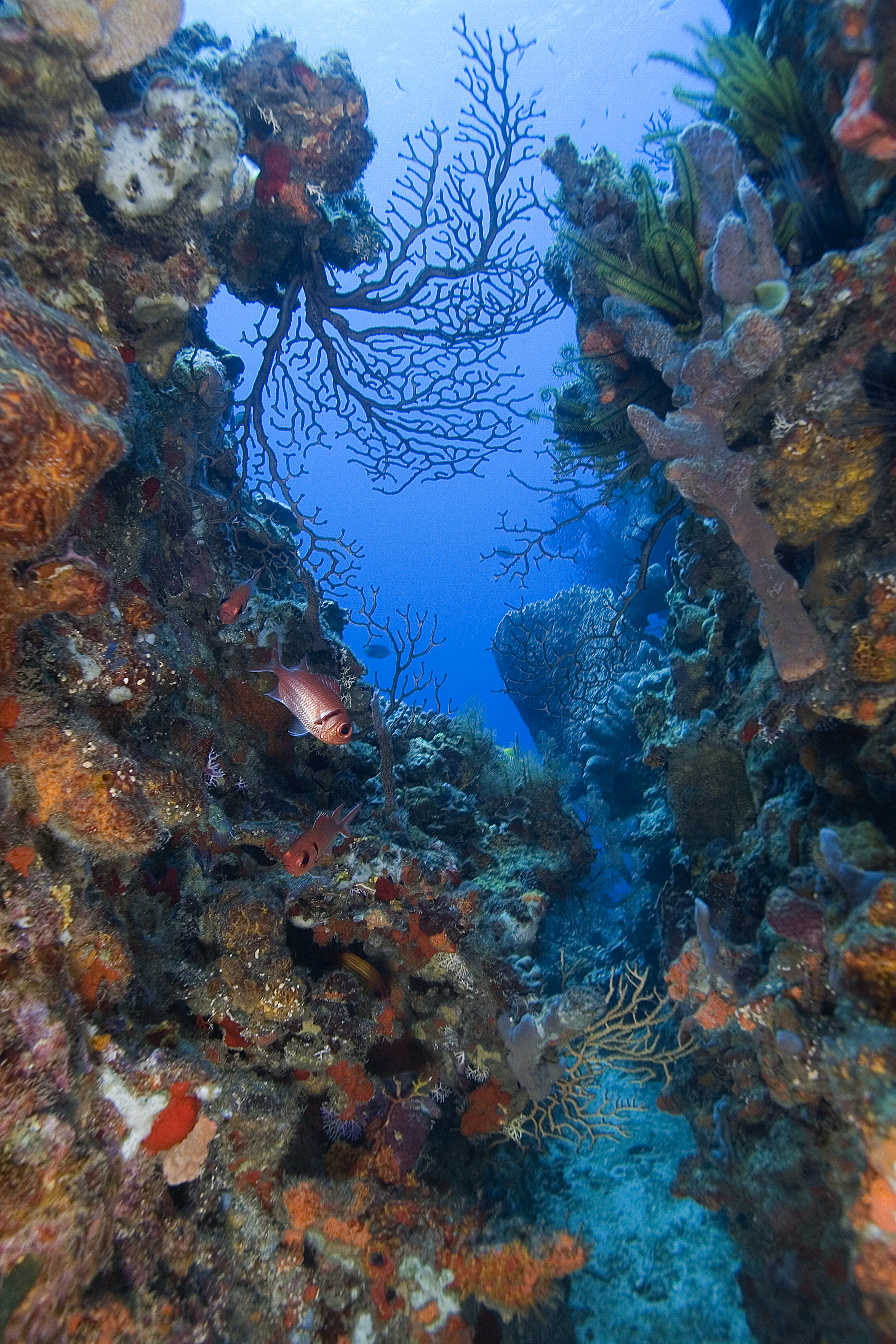 Vibrantly colored reef wall encrusted in corals of all shapes, sizes, and colors provides divers with a window into the great abyss
