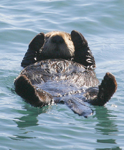 Adorable southern sea otter swims on its back in the  waters of Morro Bay, California
