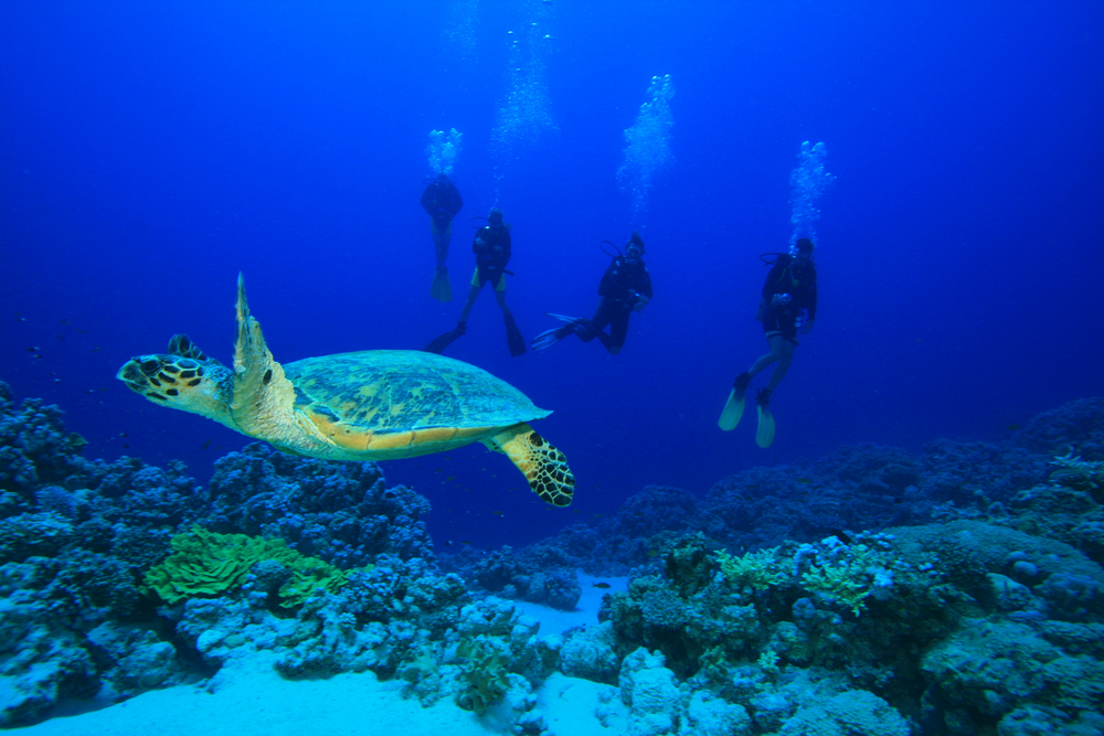 Several divers embark on a research trip centered around conserving turtles 
