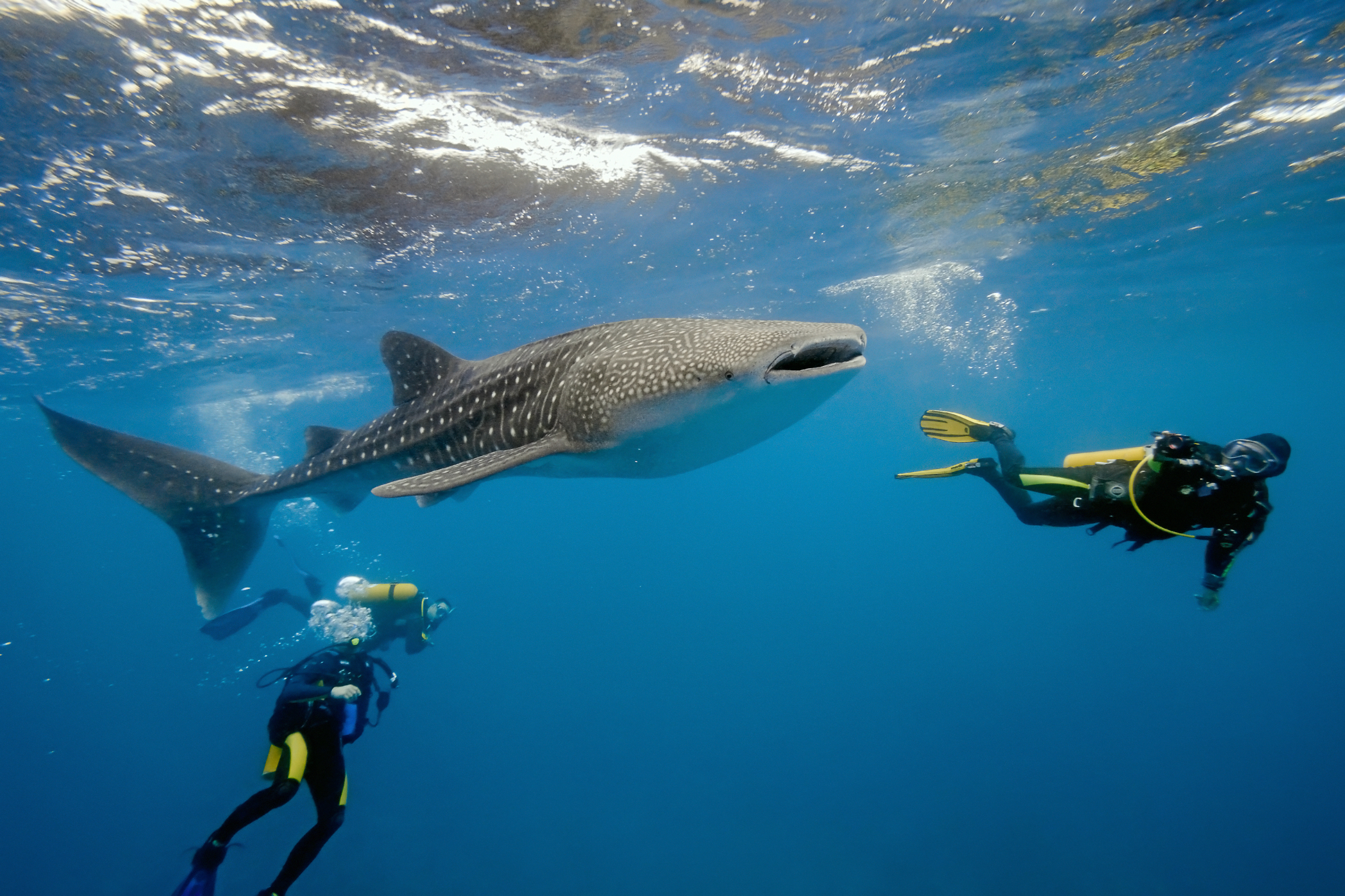 Several divers enjoy an encounter with a whale shark in the warm waters of the Philippines