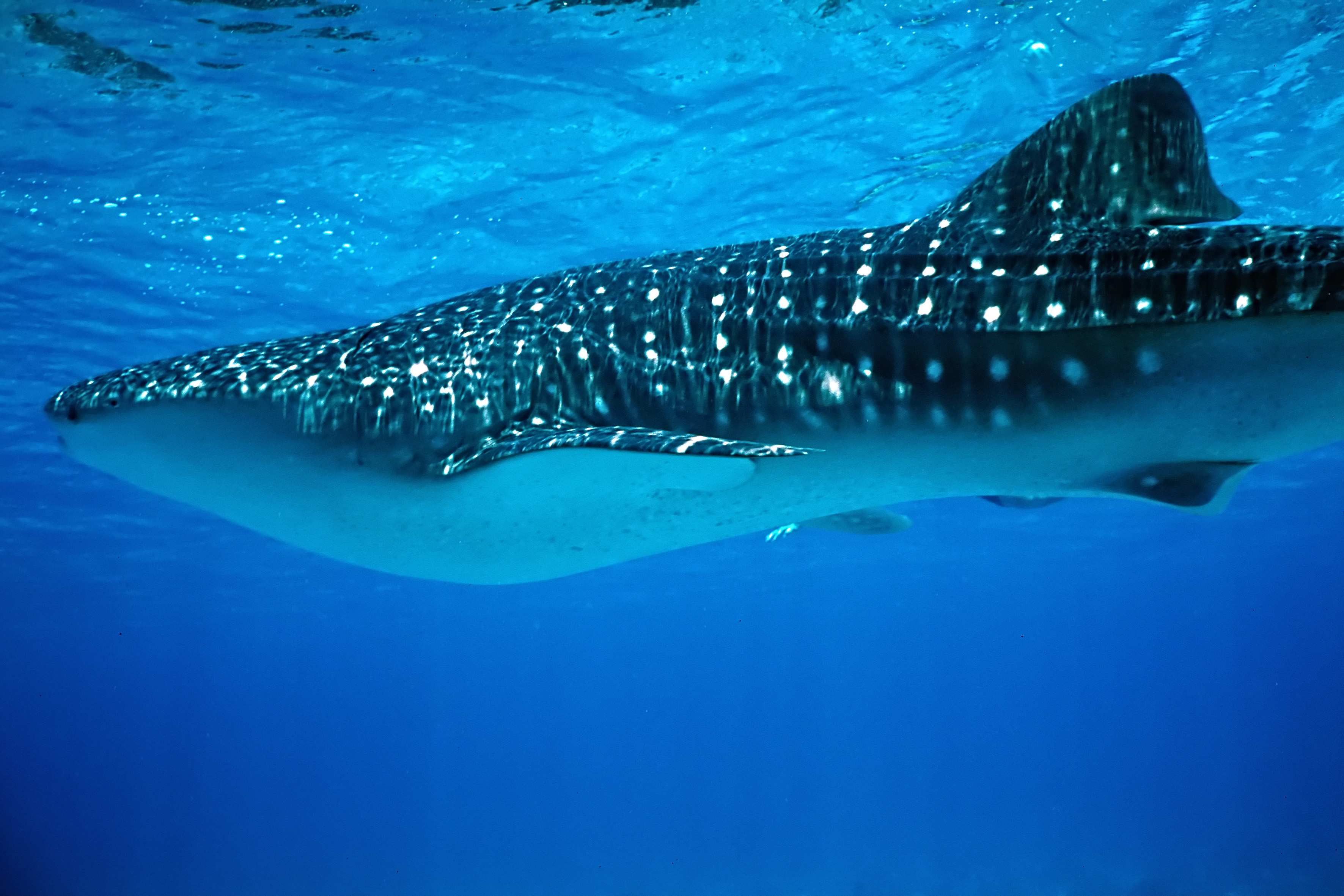 Whaleshark swims in the waters surrounding Ningaloo Reef in Australia providing divers and animal lovers alike with the ultimate underwater animal encounter