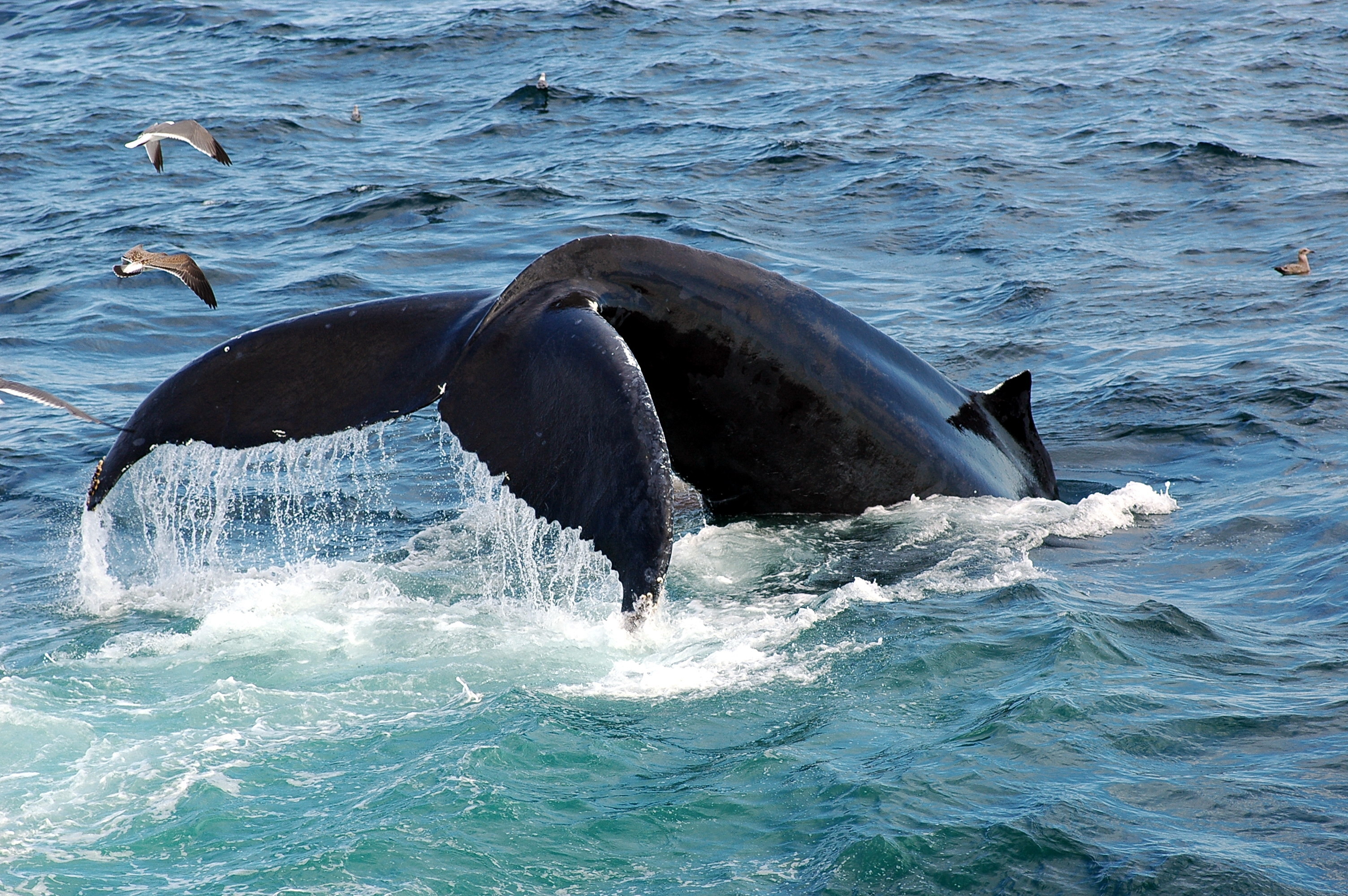 humback whale visiting bermuda's marine mamal sanctuary while birds fly around