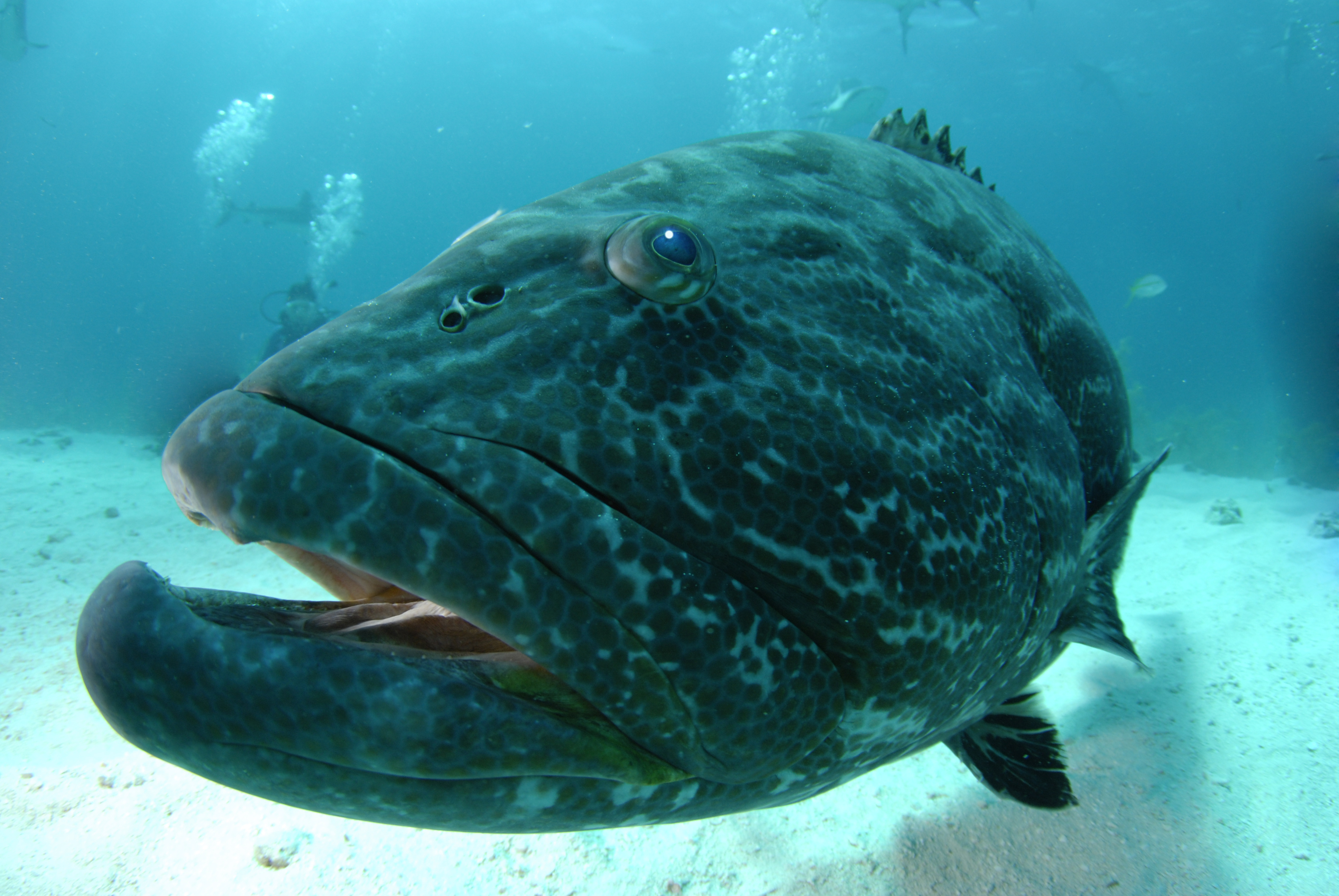 goliath grouper in Florida investigates group of divers