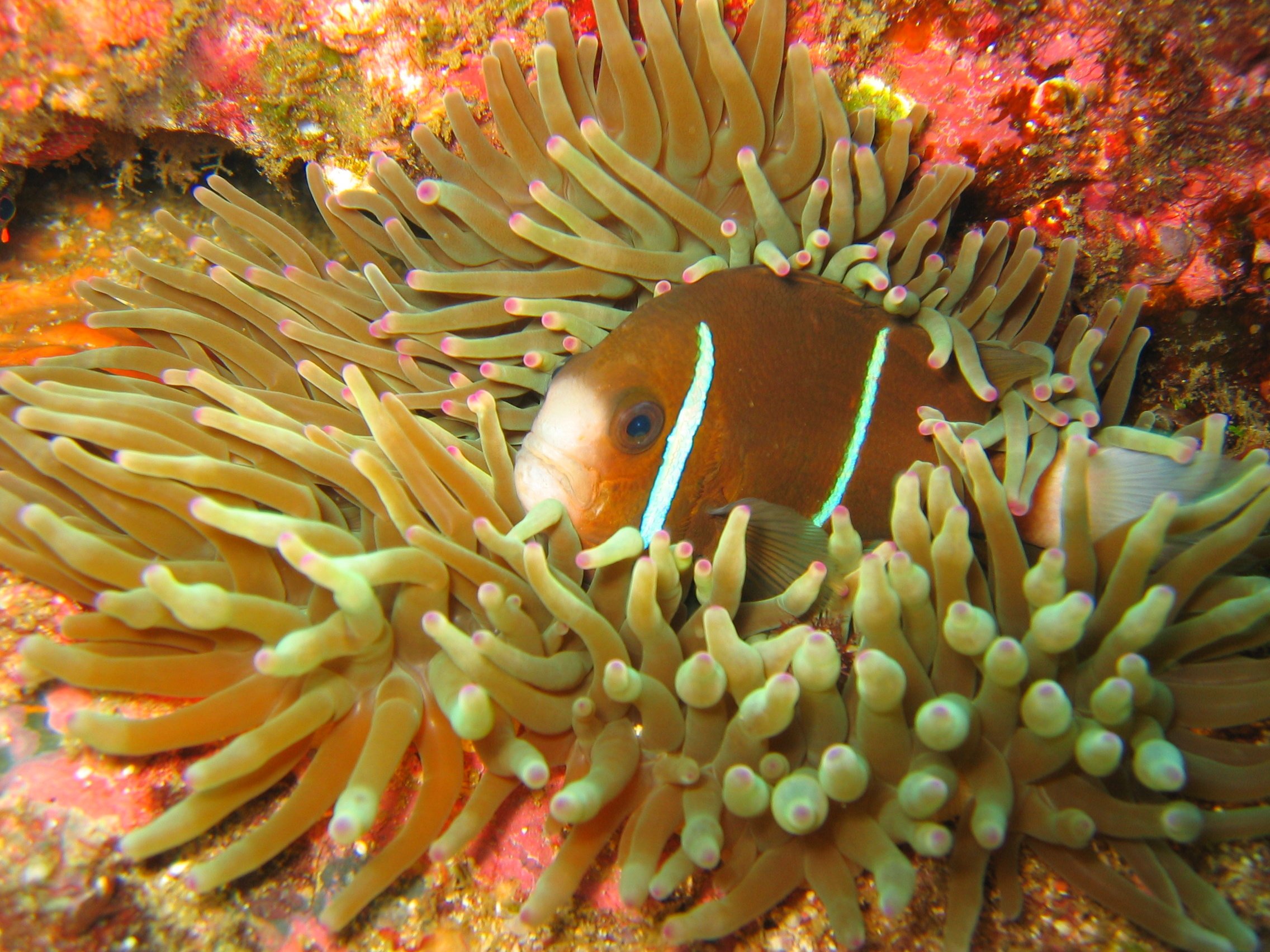 underwater anemone with clownfish named nemo