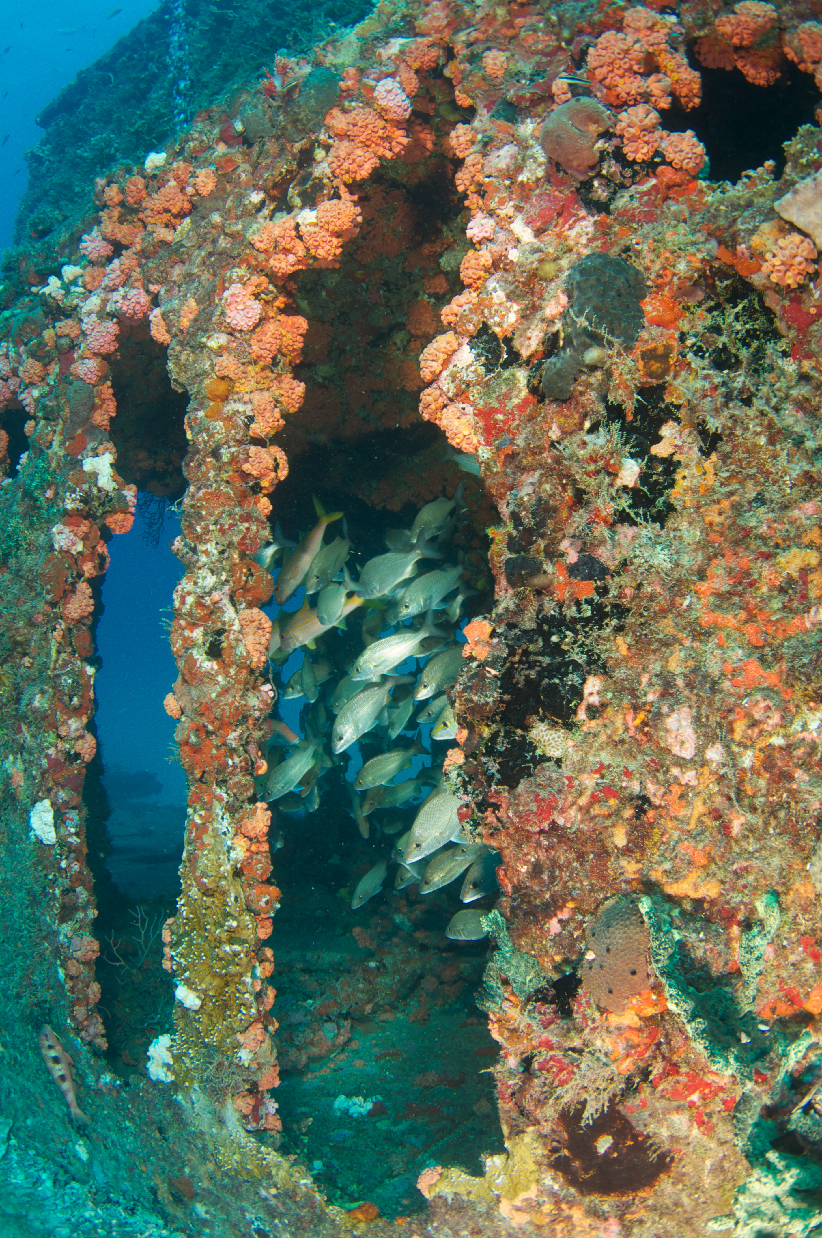 artificial reef encrusted in coral provides shelter for reef fish