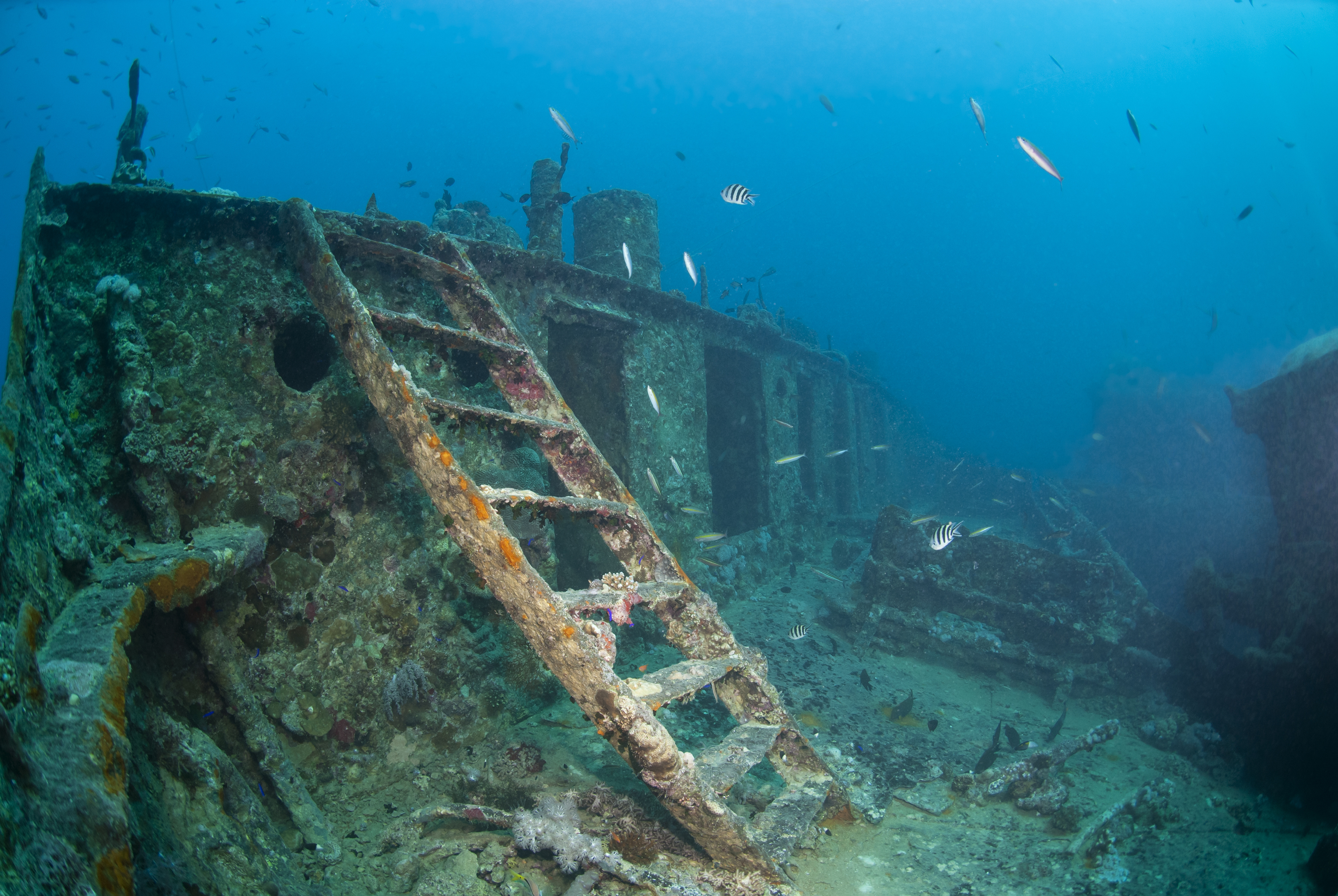 ...ladder to the bow deck of the shipwreck ss thistlegorm in egypt'...
