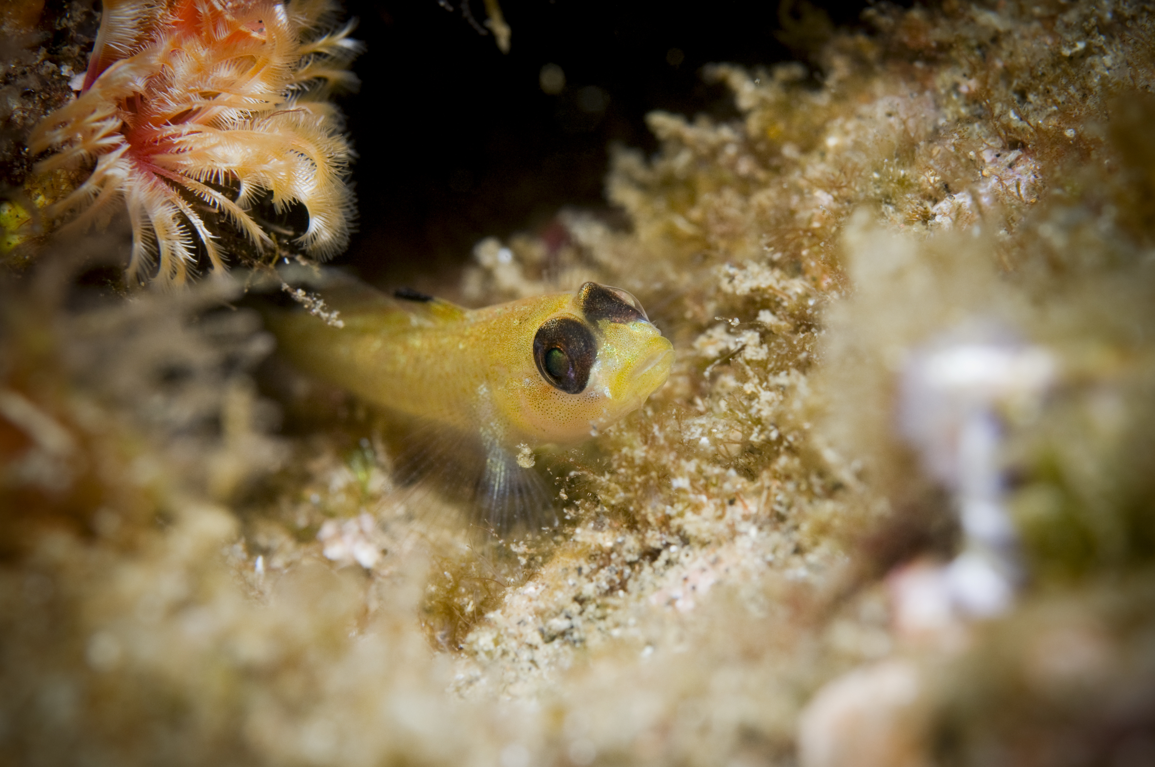 tiny creature found while muck diving in asia
