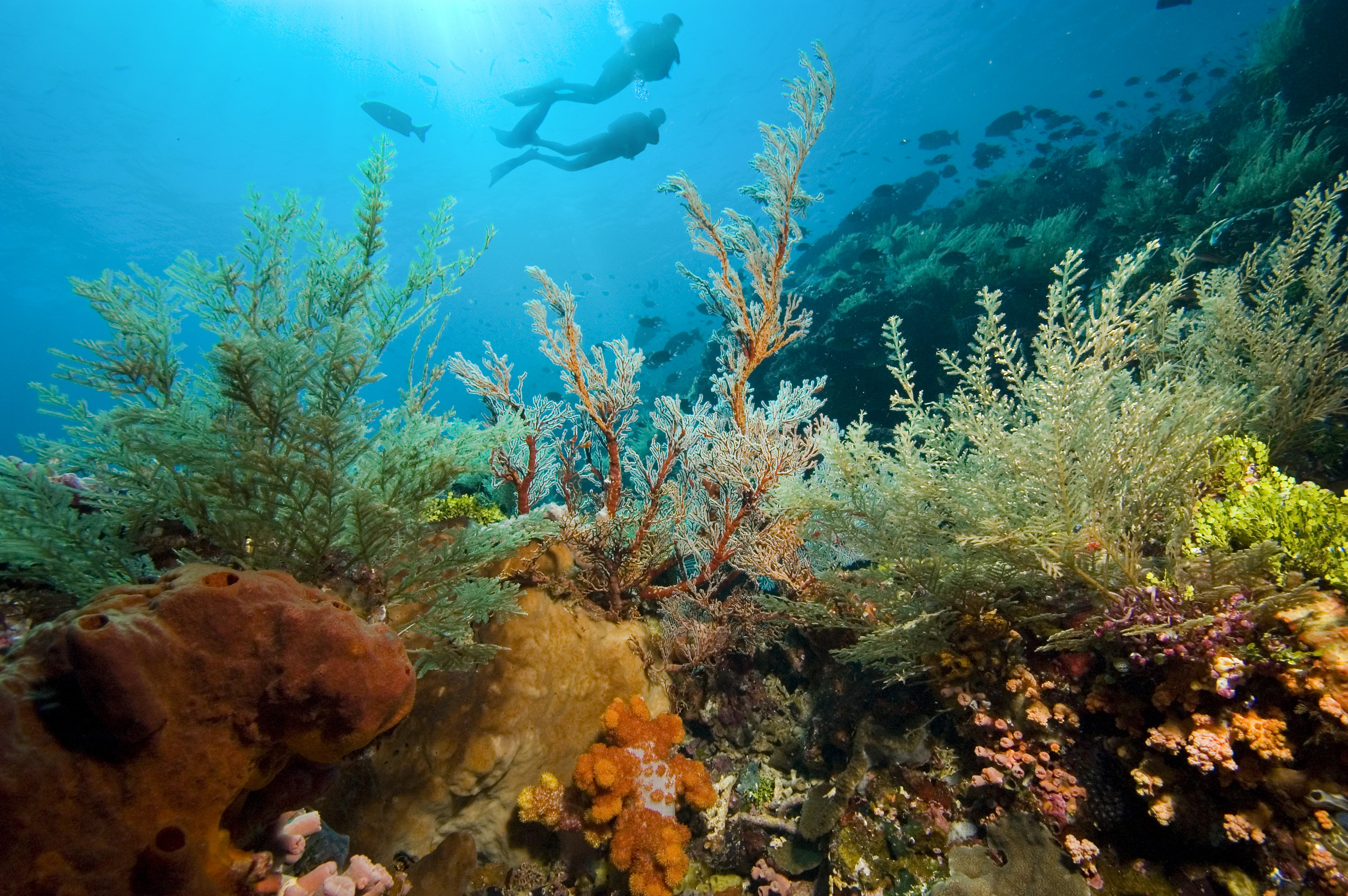 two divers exploring coral reef dive site in the caribbean