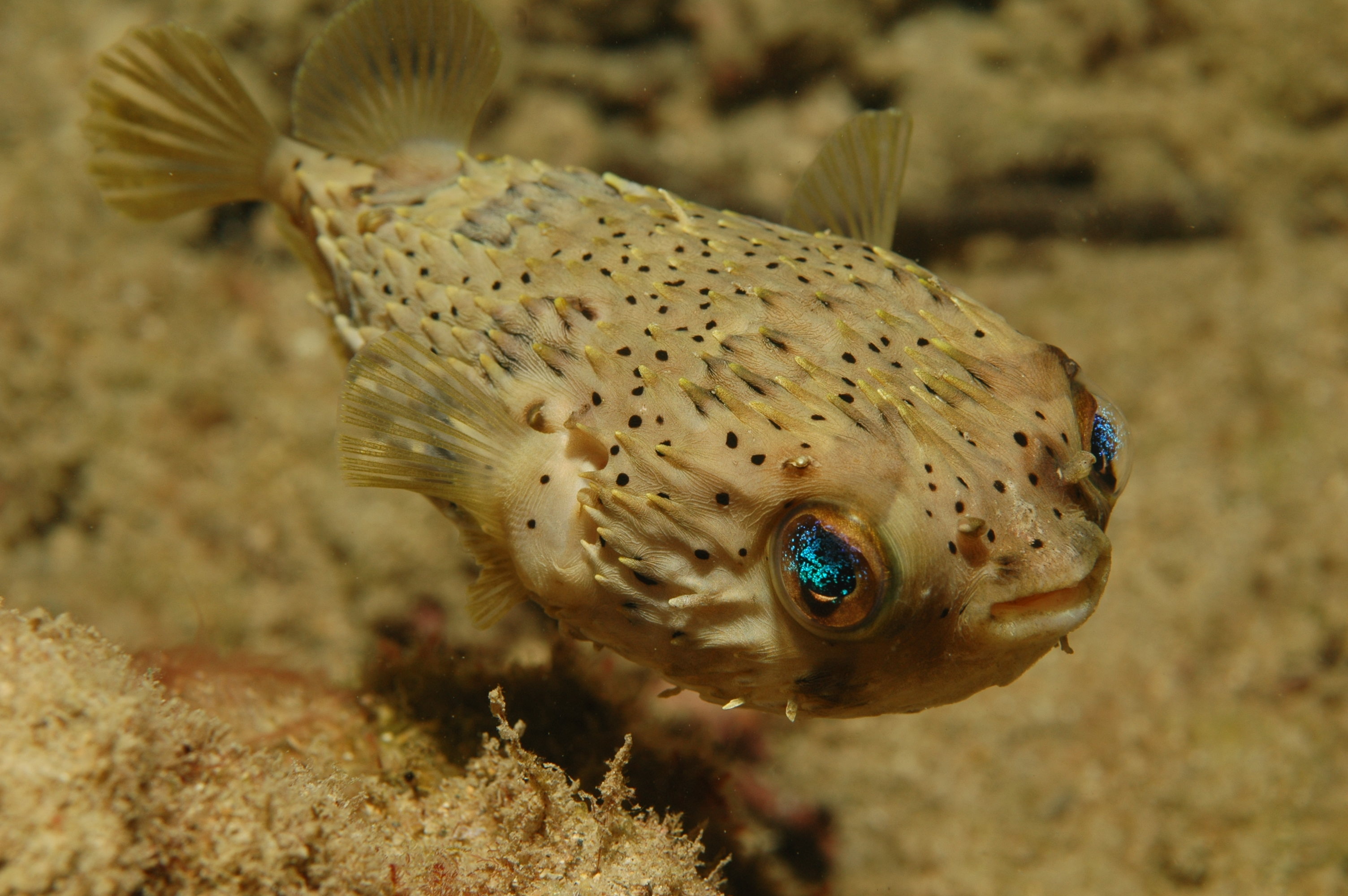 puffer fish exploring ocean bottom in search of mate
