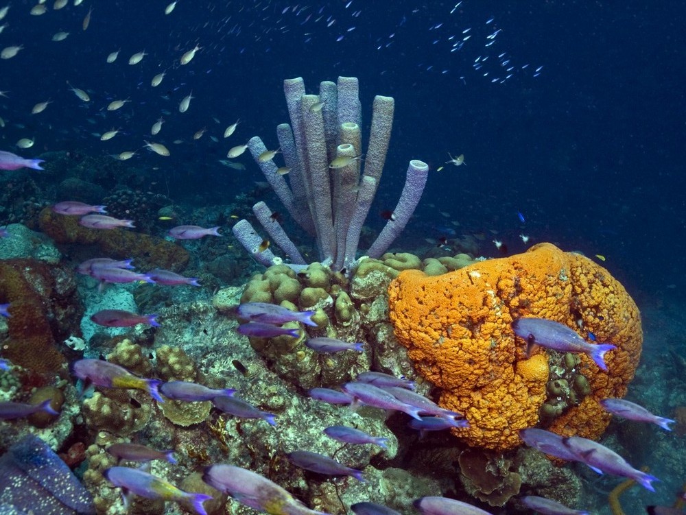 coral reef in bonaire with reef fish and purple tube sponges