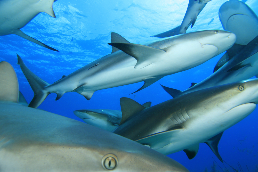 Group of sharks swim are curious divers investigating the sharks and cancer myth