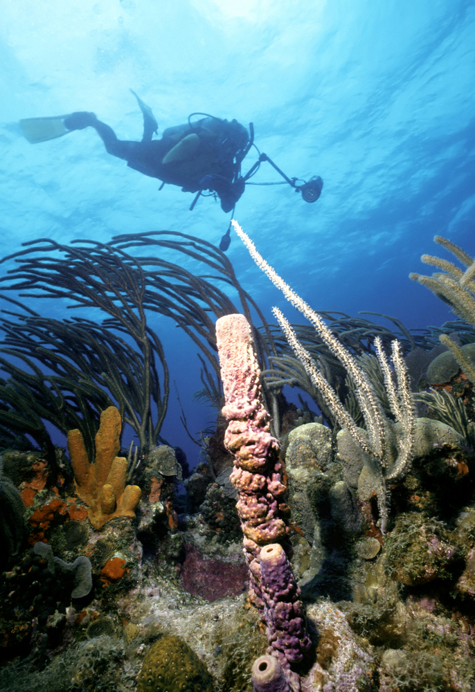 beginner diver exploring coral reef with whip coral and tube sponges and dive site in north america