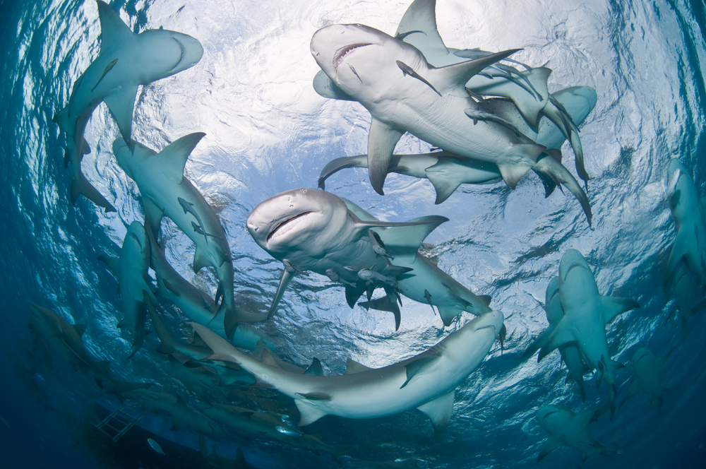 group of sharks congregating in circle