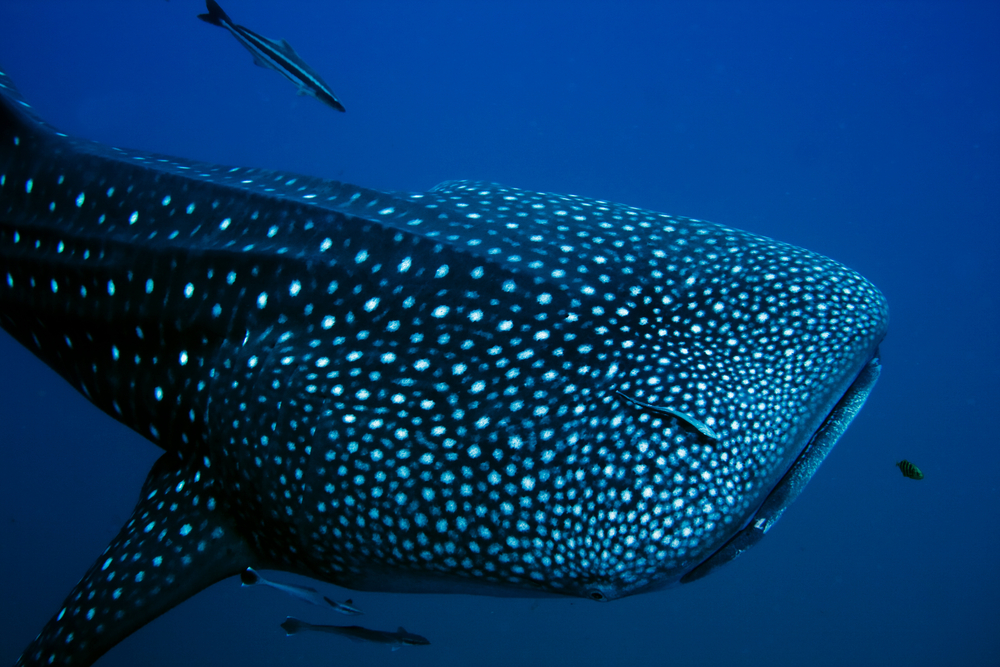 Whale shark swimming