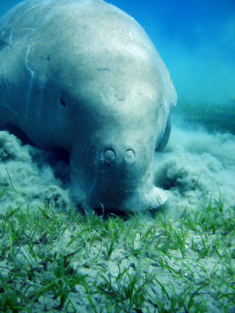 Manatee searching through grassy area